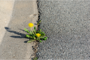 Widerstandsfähigkeit Gelb blühender Löwenzahn mit grünen Blättern der in einer Spalte in grauem Asphalt wächst.